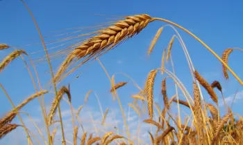 «Айыл Банк» полностью освоил средства по госпрограмме «ФСХ-13» на 2025 год