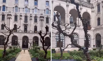 Эмне үчүн Англия Банкынын короосуна тыт дарактары отургузулган?