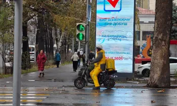 Самозанятым водителям и курьерам разрешат получать лицензии без трудового договора