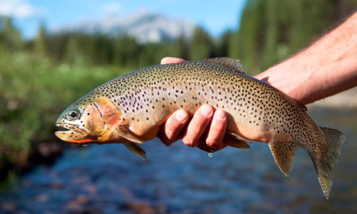 РКФР профинансирует новый пилотный проект в секторе аквакультуры