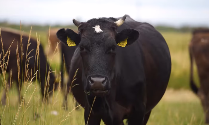 ОсОО «Ак-Булак плюс» запустило новую сырную линию европейского уровня