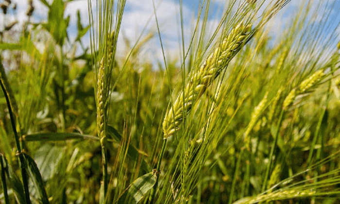 На проект «Финансирование сельского хозяйства» выделено 53,35 млрд сомов