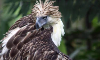 Глава ЦБ Филиппин: «Орел на купюре олицетворяет силу филиппинцев и любовь к свободе»