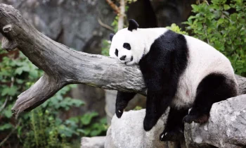 Новый банк развития БРИКС выпустил рекордное количество панда-облигаций