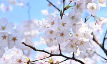 Нооруз: Как будут работать банки Кыргызстана с 20 по 24 марта