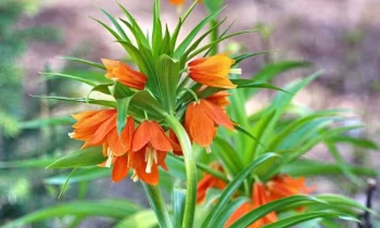 НБ КР вновь продлил действие постановлений по поддержке пострадавших заемщиков