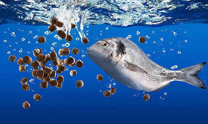 С помощью РКФР запущено производство рыбного корма стоимостью более $1 млн