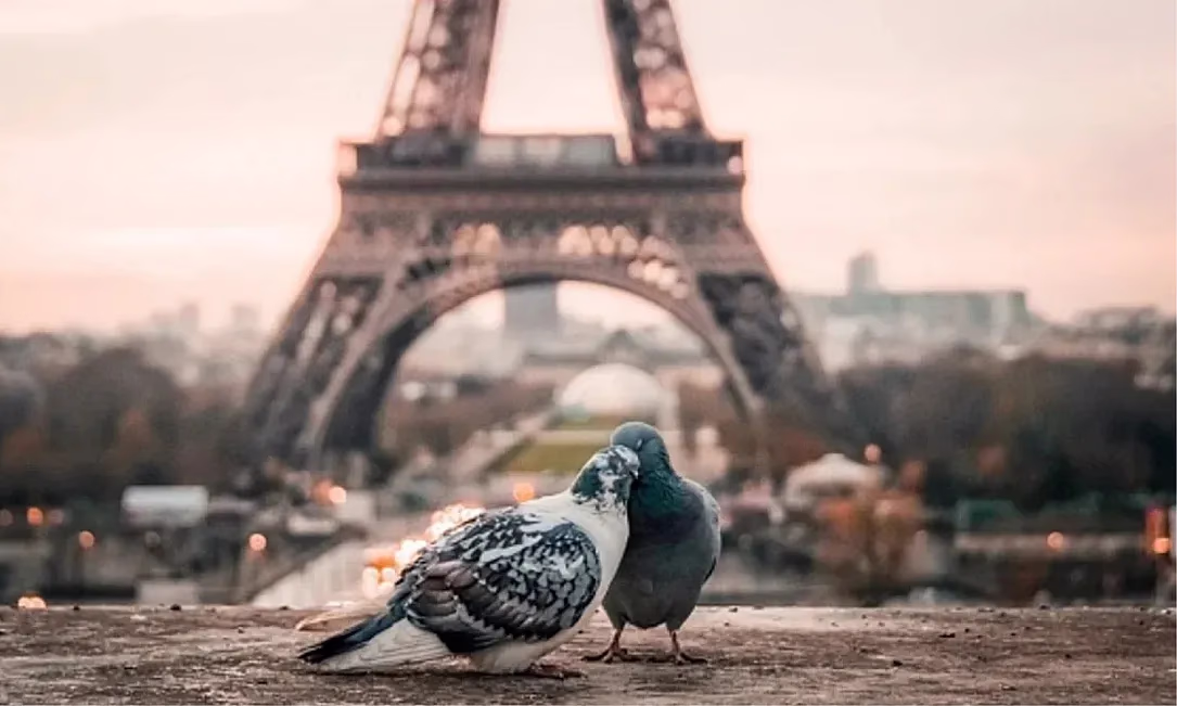 При поддержке доноров в Бишкеке и Оше пройдет фестиваль «Весна Франкофонии 2026»