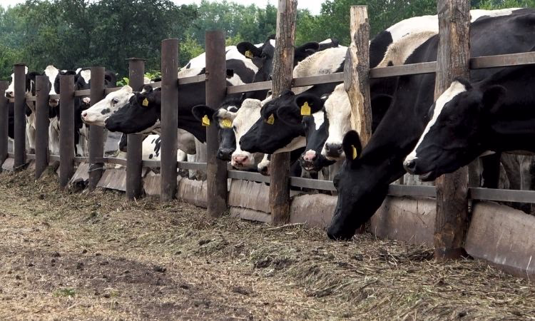 По программе «ФСХ» выдано льготных кредитов на 41 млрд сомов