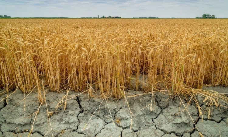 Страхование сельского хозяйства усовершенствуют в Кыргызстане