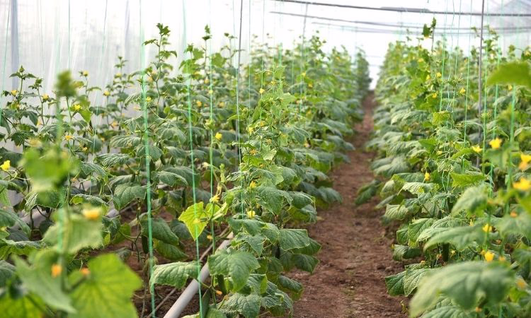 Процентные ставки на «Финансирование сельского хозяйства – 9»