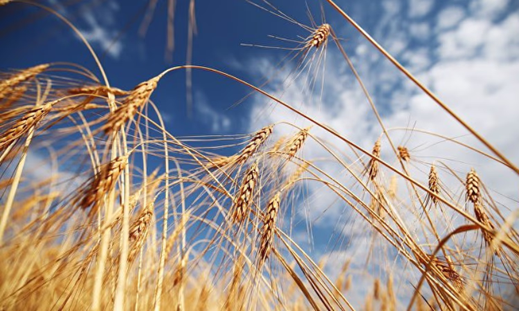 В рамках проекта «ФСХ-10» выдано 6 746 кредитов на 3,4 млрд сомов