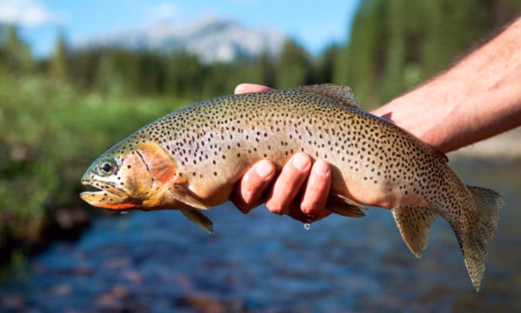 РКФР профинансирует новый пилотный проект в секторе аквакультуры