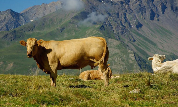 РКФР поддержал запуск молочно-товарного комплекса в Нарынской области